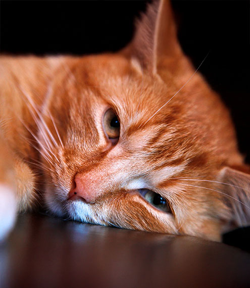  ¿Los gatos extrañan a las personas?